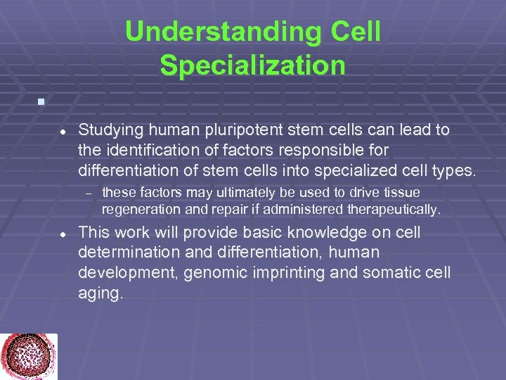 Understanding Cell Specialization Studying human pluripotent stem cells can lead to the identification of