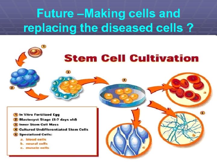 Future –Making cells and replacing the diseased cells ? 