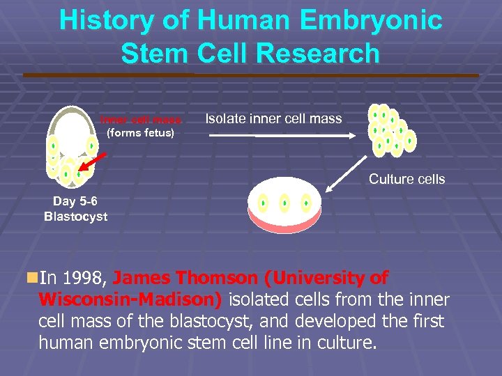 History of Human Embryonic Stem Cell Research Inner cell mass (forms fetus) Isolate inner