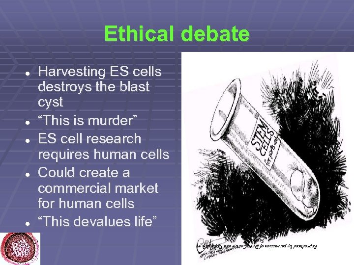 Ethical debate Harvesting ES cells destroys the blast cyst “This is murder” ES cell