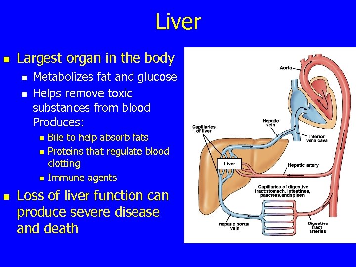 Liver n Largest organ in the body n n Metabolizes fat and glucose Helps