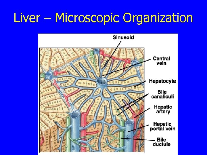 Liver – Microscopic Organization 