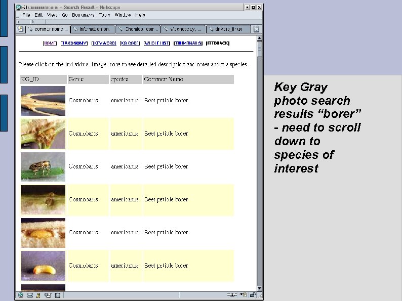 Key Gray photo search results “borer” - need to scroll down to species of