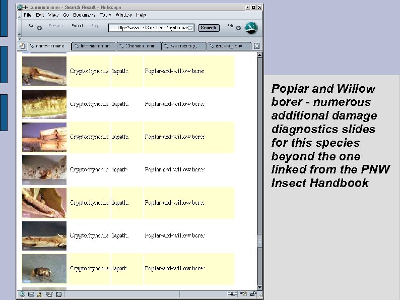 Poplar and Willow borer - numerous additional damage diagnostics slides for this species beyond