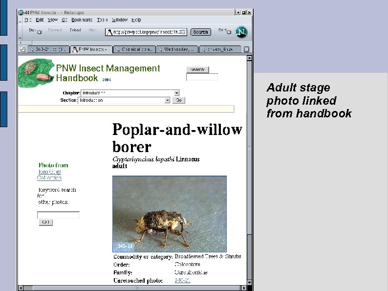 Adult stage photo linked from handbook 