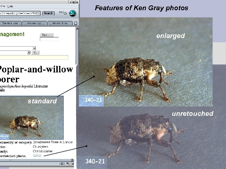 Features of Ken Gray photos enlarged standard unretouched 