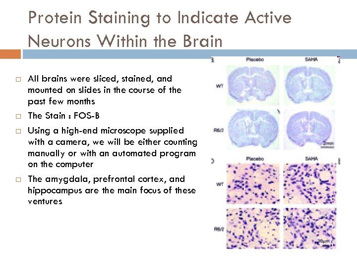 Protein Staining to Indicate Active Neurons Within the Brain All brains were sliced, stained,