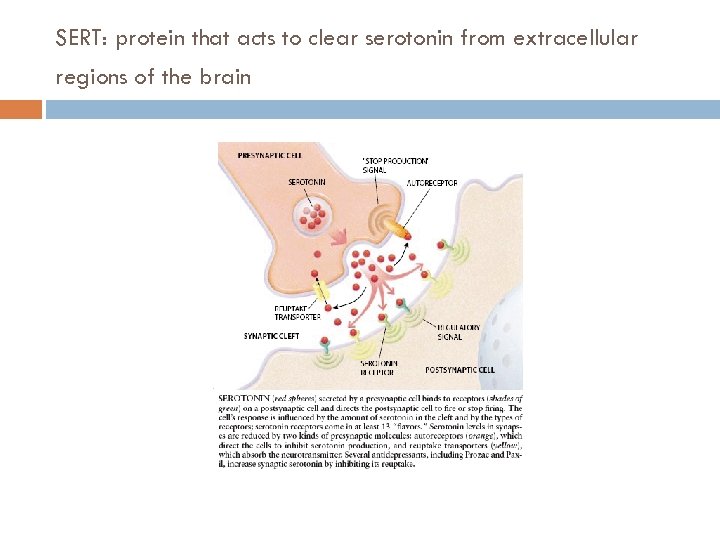SERT: protein that acts to clear serotonin from extracellular regions of the brain 