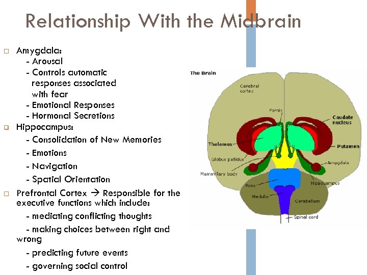 Relationship With the Midbrain q Amygdala: - Arousal - Controls automatic responses associated with