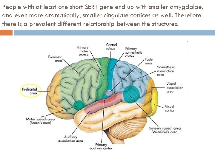People with at least one short SERT gene end up with smaller amygdalae, and