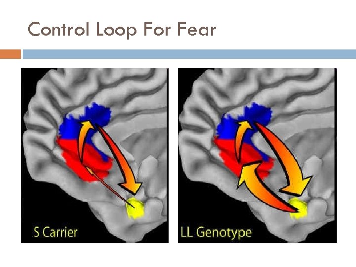 Control Loop For Fear 
