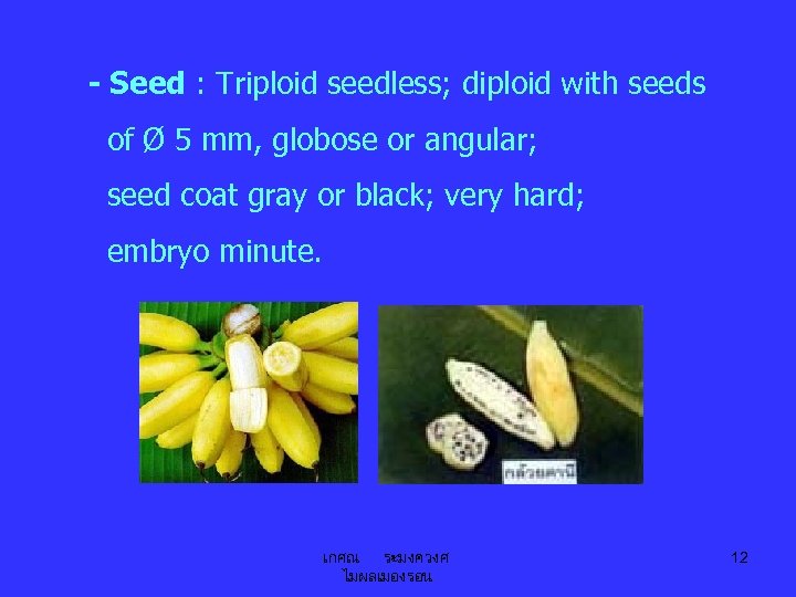 - Seed : Triploid seedless; diploid with seeds of Ø 5 mm, globose or