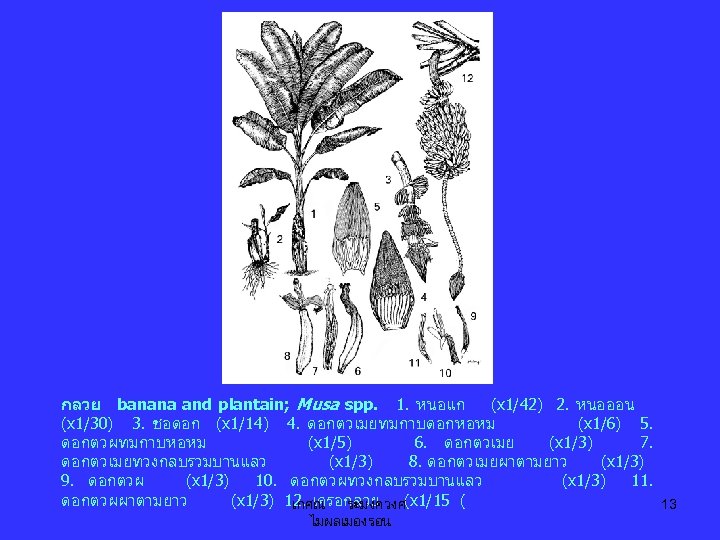 กลวย banana and plantain; Musa spp. 1. หนอแก (x 1/42) 2. หนอออน (x 1/30)