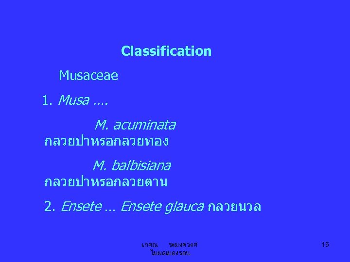 Classification Musaceae 1. Musa …. M. acuminata กลวยปาหรอกลวยทอง M. balbisiana กลวยปาหรอกลวยตาน 2. Ensete …