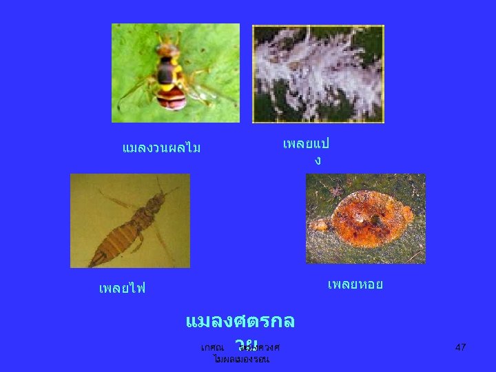 เพลยแป ง แมลงวนผลไม เพลยหอย เพลยไฟ แมลงศตรกล เกศณ วย ระมงควงศ ไมผลเมองรอน 47 