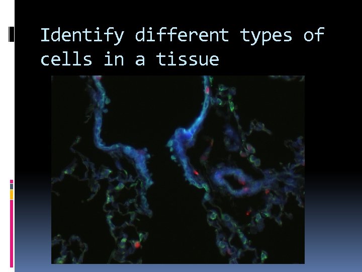 Identify different types of cells in a tissue 