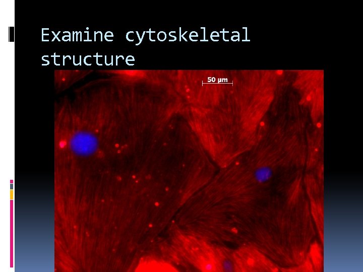 Examine cytoskeletal structure 