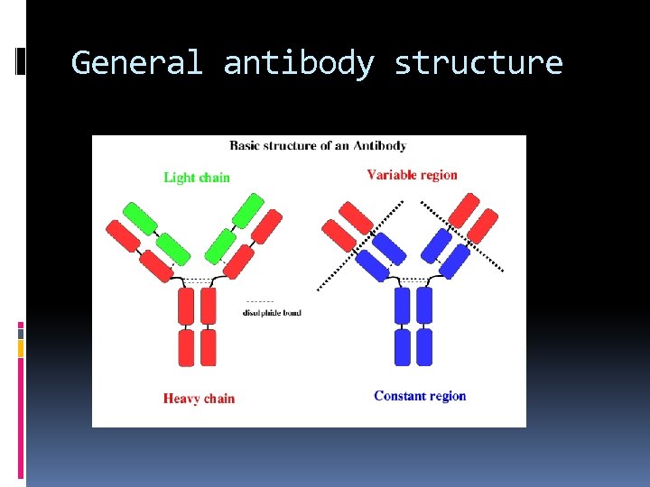 General antibody structure 