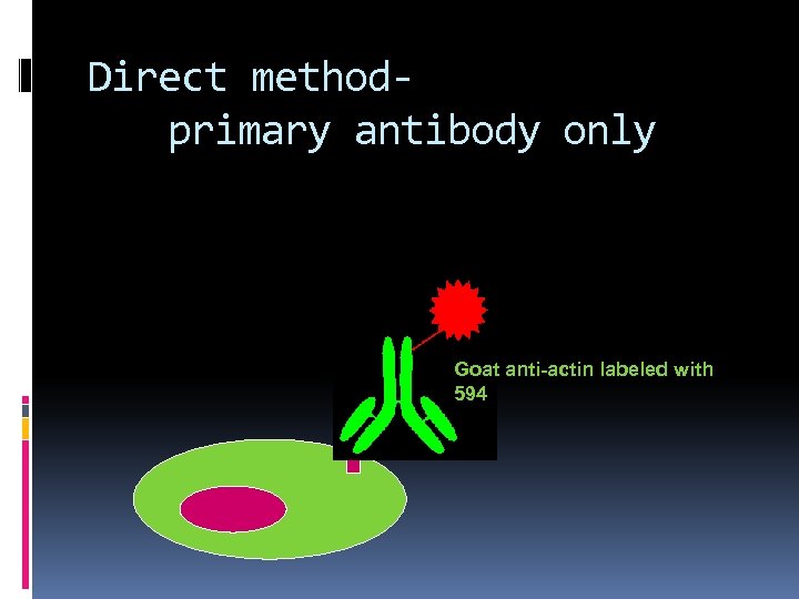 Direct methodprimary antibody only Goat anti-actin labeled with 594 