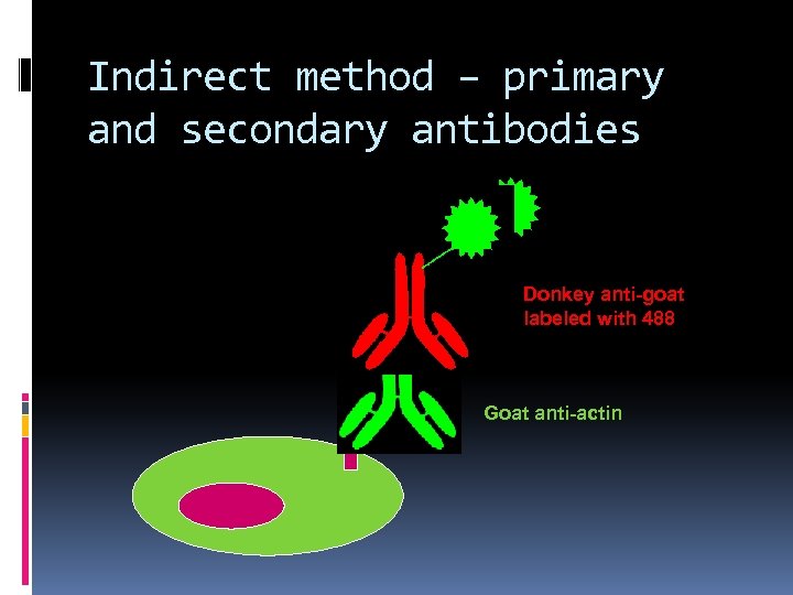 Indirect method – primary and secondary antibodies Donkey anti-goat labeled with 488 Goat anti-actin