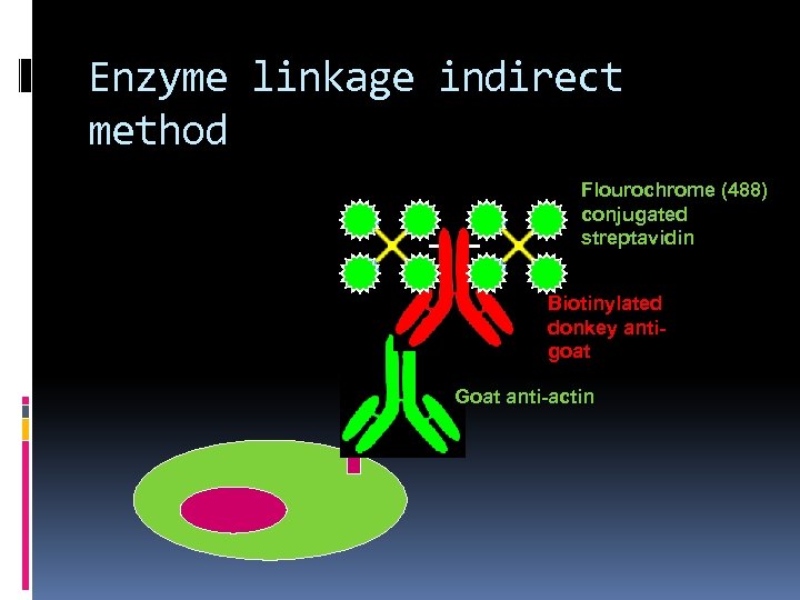 Enzyme linkage indirect method Flourochrome (488) conjugated streptavidin Biotinylated donkey antigoat Goat anti-actin 