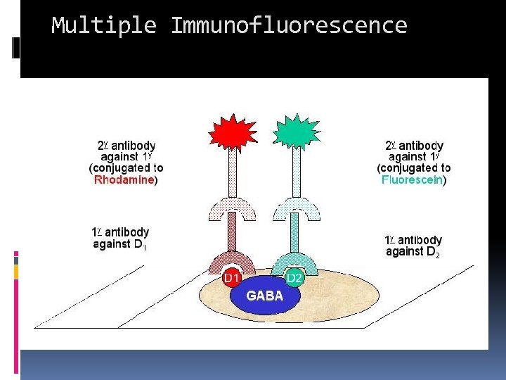 Multiple Immunofluorescence 