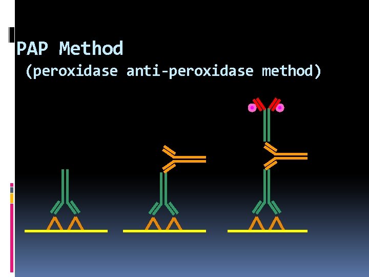 PAP Method (peroxidase anti-peroxidase method) 