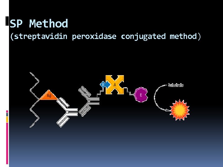 SP Method (streptavidin peroxidase conjugated method) 