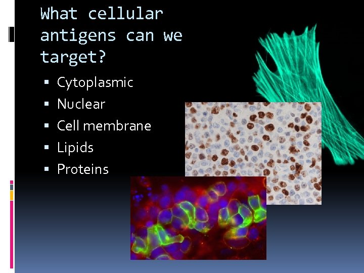 What cellular antigens can we target? Cytoplasmic Nuclear Cell membrane Lipids Proteins 