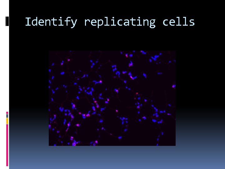 Identify replicating cells 