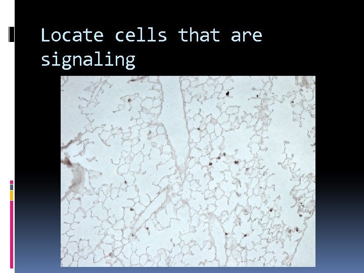 Locate cells that are signaling 