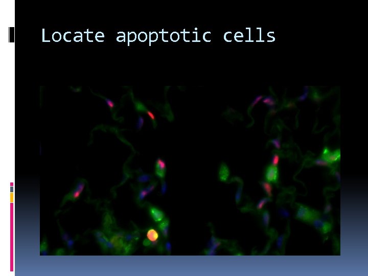 Locate apoptotic cells 