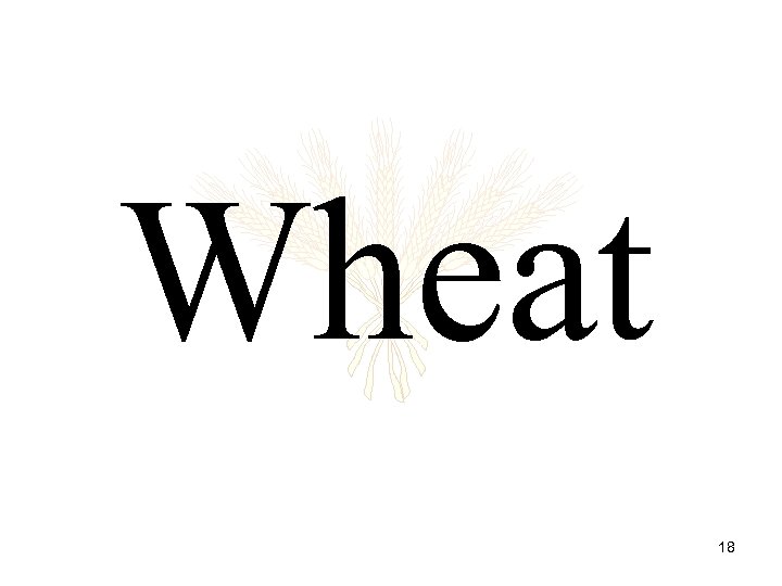 Wheat 18 