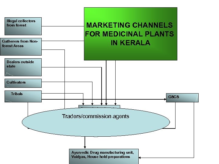 Illegal collectors from forest Gatherers from Nonforest Areas MARKETING CHANNELS FOR MEDICINAL PLANTS IN