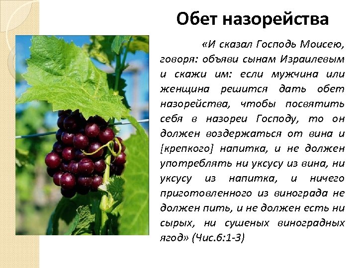 Обет назорейства «И сказал Господь Моисею, говоря: объяви сынам Израилевым и скажи им: если