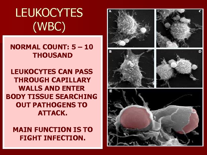 LEUKOCYTES (WBC) NORMAL COUNT: 5 – 10 THOUSAND LEUKOCYTES CAN PASS THROUGH CAPILLARY WALLS