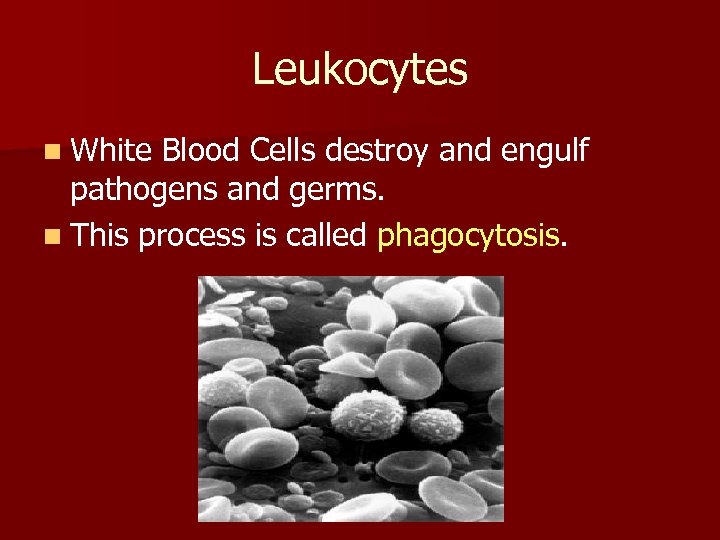 Leukocytes n White Blood Cells destroy and engulf pathogens and germs. n This process