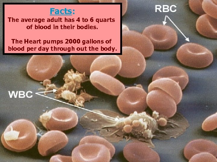 Facts: The average adult has 4 to 6 quarts of blood in their bodies.