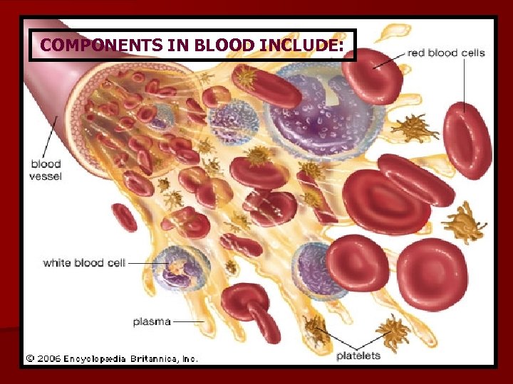 COMPONENTS IN BLOOD INCLUDE: 