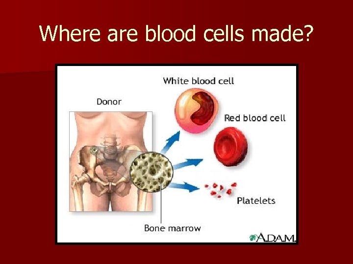 Where are blood cells made? 