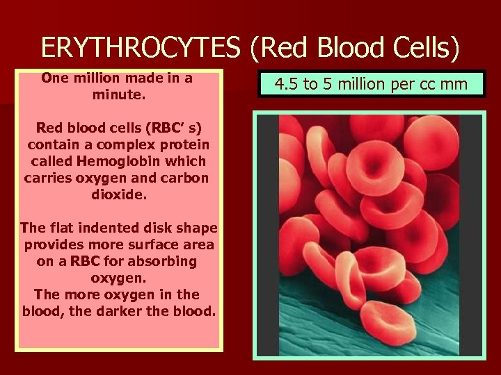 ERYTHROCYTES (Red Blood Cells) One million made in a minute. Red blood cells (RBC’