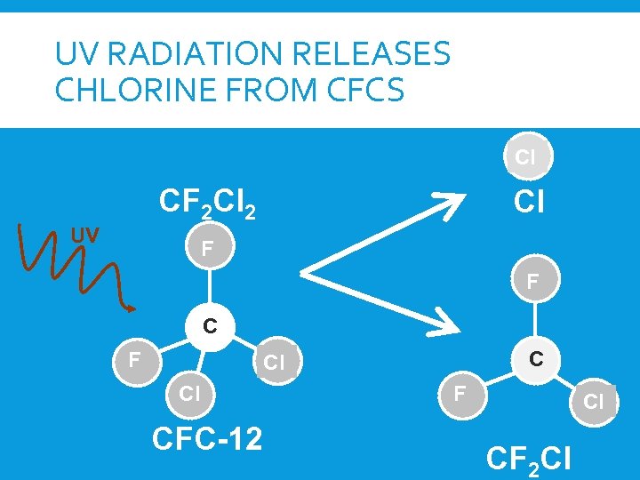 UV RADIATION RELEASES CHLORINE FROM CFCS Cl CF 2 Cl 2 UV Cl F