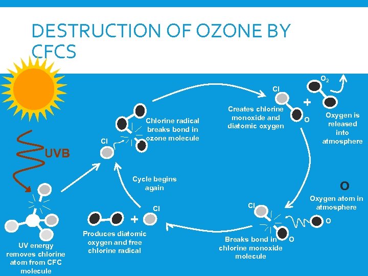DESTRUCTION OF OZONE BY CFCS O 2 Cl Chlorine radical breaks bond in ozone