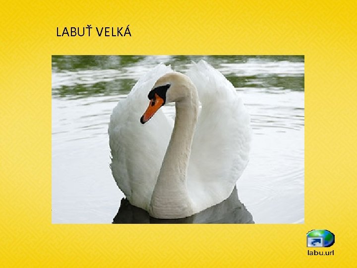 LABUŤ VELKÁ 