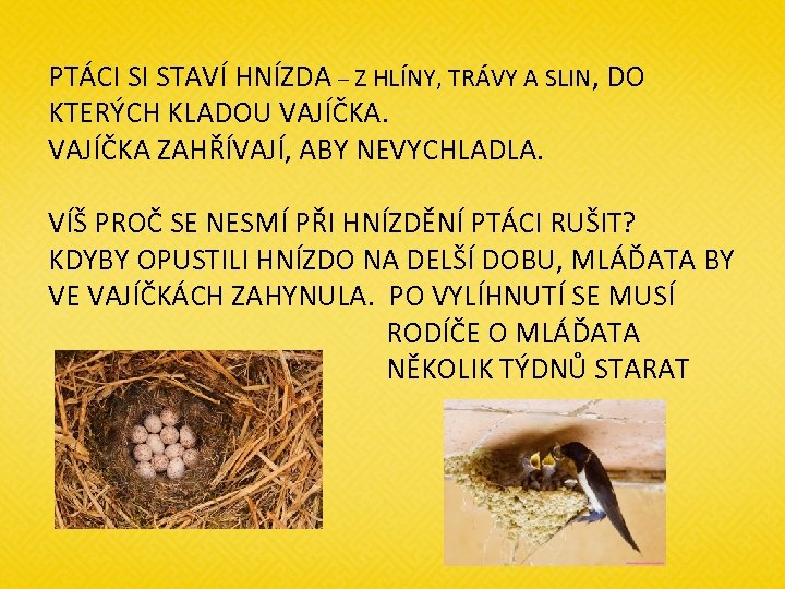 PTÁCI SI STAVÍ HNÍZDA – Z HLÍNY, TRÁVY A SLIN, DO KTERÝCH KLADOU VAJÍČKA