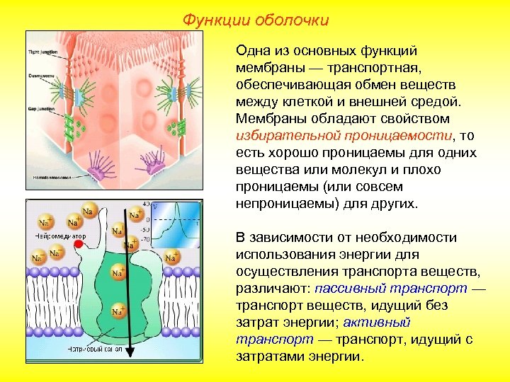 Функции оболочки Одна из основных функций мембраны — транспортная, обеспечивающая обмен веществ между клеткой