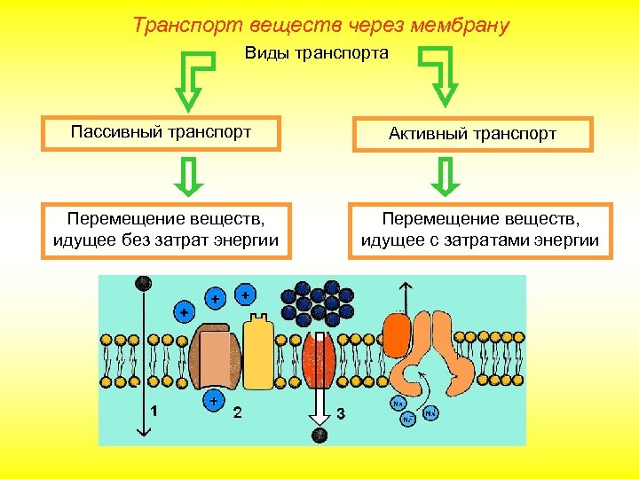 Транспорт веществ через мембрану Виды транспорта Пассивный транспорт Перемещение веществ, идущее без затрат энергии