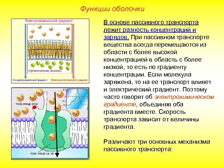 Функции оболочки В основе пассивного транспорта лежит разность концентраций и зарядов. При пассивном транспорте
