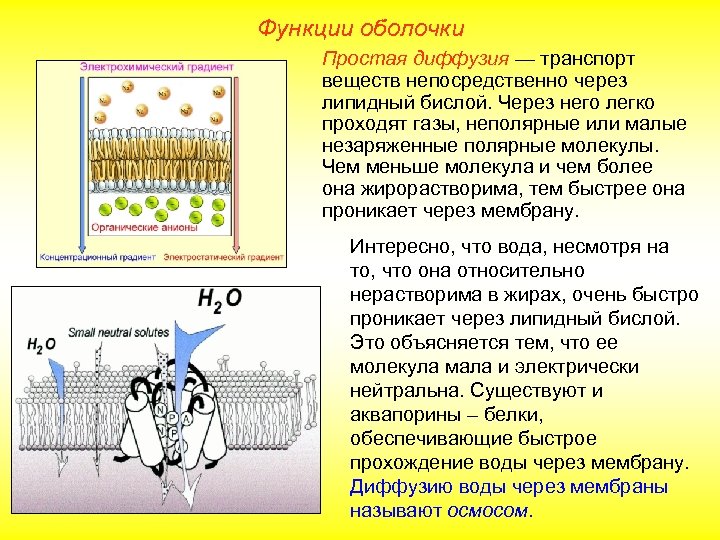 Функции оболочки Простая диффузия — транспорт веществ непосредственно через липидный бислой. Через него легко