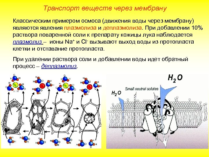 Транспорт веществ через мембрану Классическим примером осмоса (движения воды через мембрану) являются явления плазмолиза